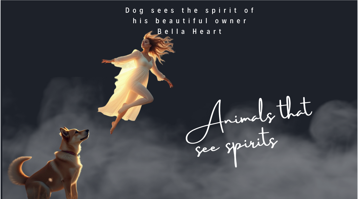 Dog sees the spirit of his beloved owner Bella Heart