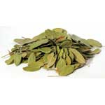 1 Lb Bearberry (uva Ursi) (mexican)