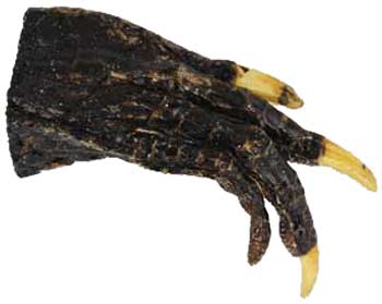 Alligator Feet Small