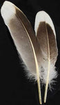 Natural Gray Goose Feather