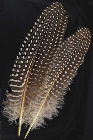 Guinea Hen Wing Feather