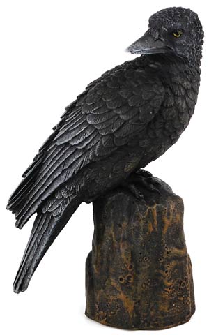 Backward Looking Raven 6"